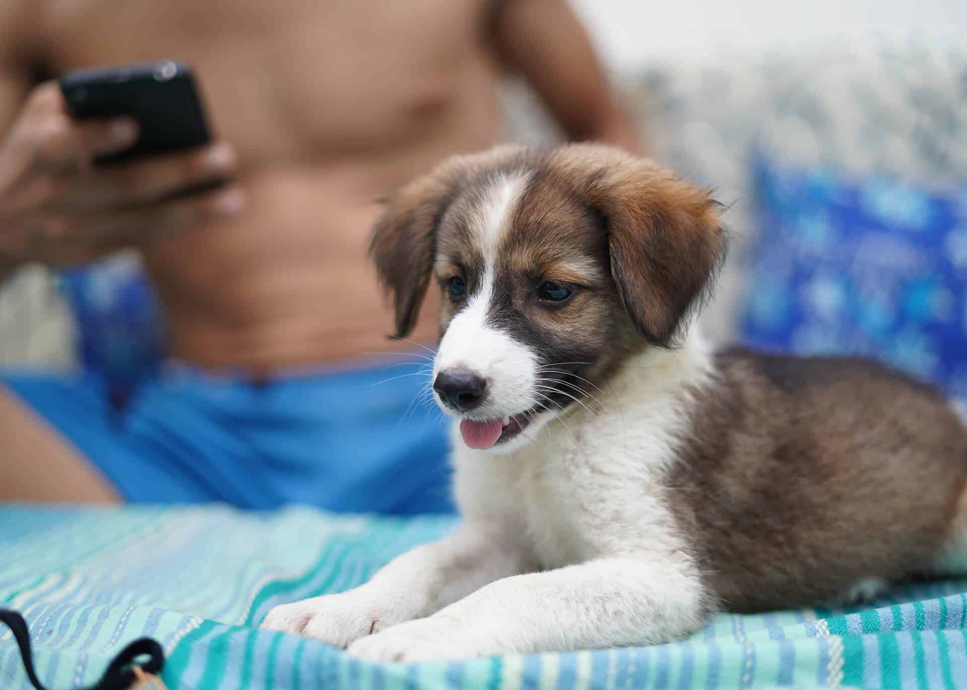 guy with a phone and a puppy